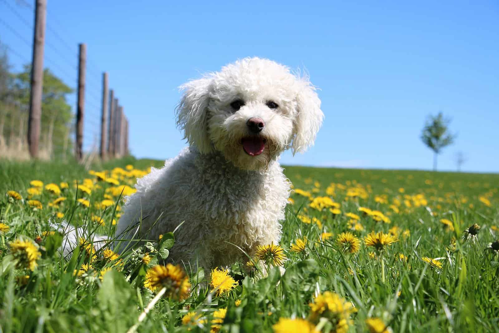 beautiful white poodle mixed dog is sitting in a field of dandelions