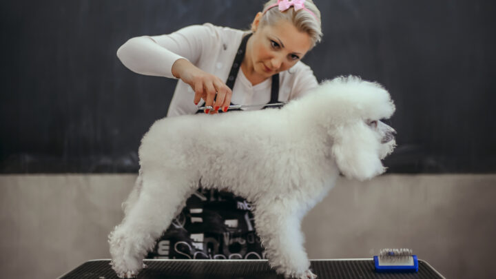 28 Poodle Haircuts That Will Make Your Pet Even Sweeter