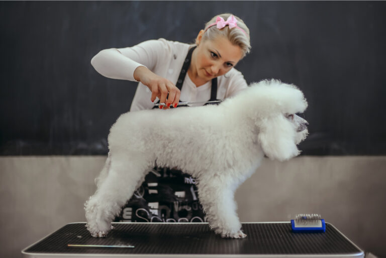 grooming poodle