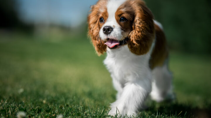 6 Best Cavalier King Charles Spaniel Breeders In Ontario