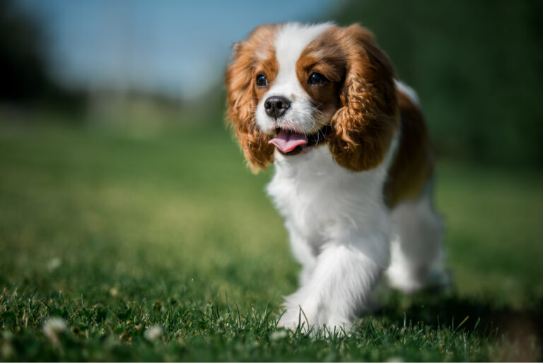 Cavalier King Charles Spaniel walking on grass outside
