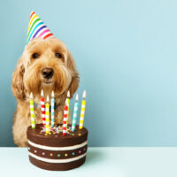 dog celebrating birthday