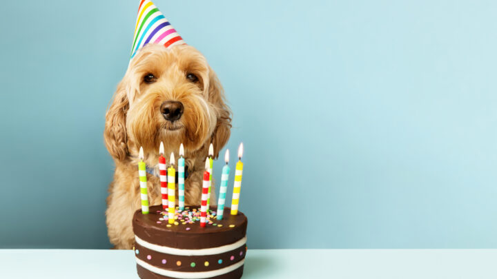 67 Best Dog Birthday Captions & Quotes For Your Furry Friend