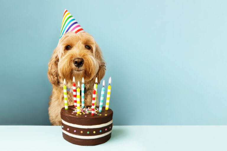 dog celebrating birthday