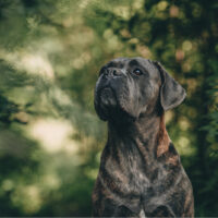 cane corso posing for camera