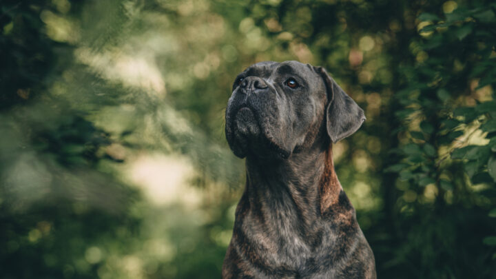 7 Best Cane Corso Breeders In Virginia