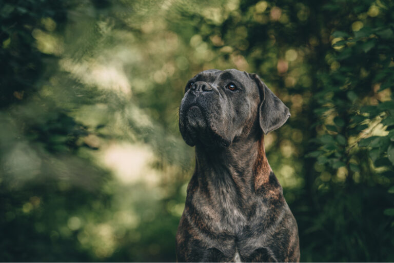 cane corso posing for camera