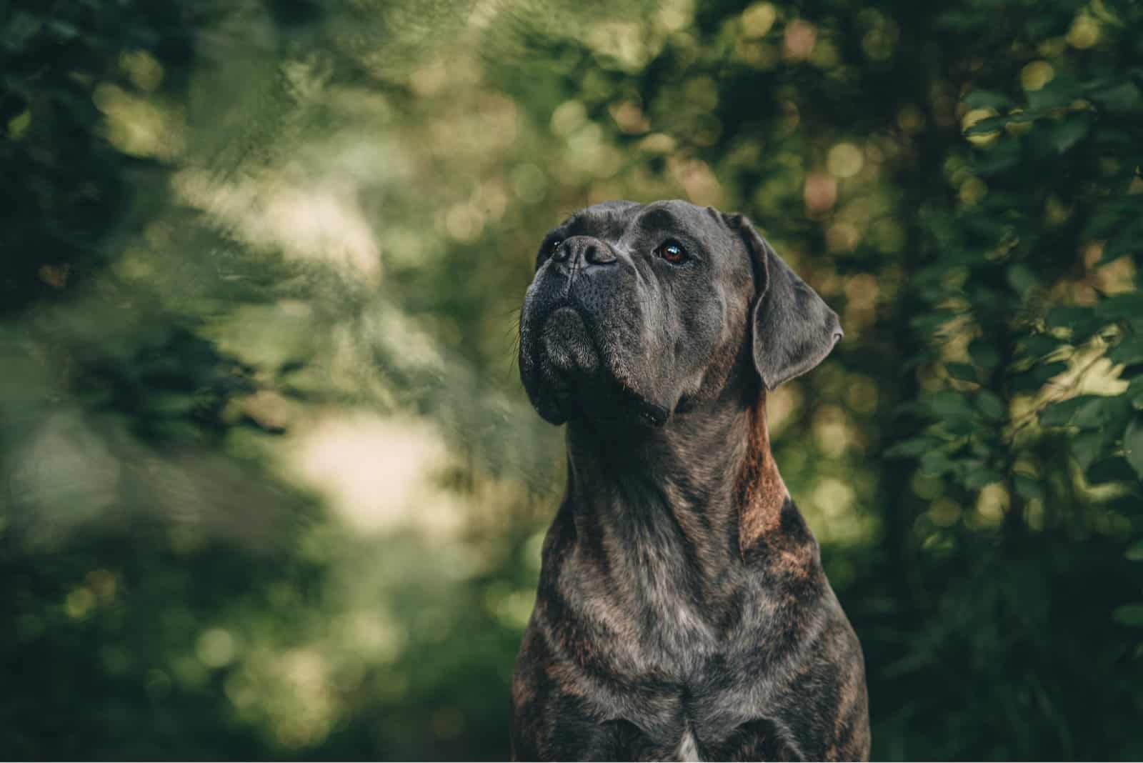 7 Best Cane Corso Breeders In Virginia