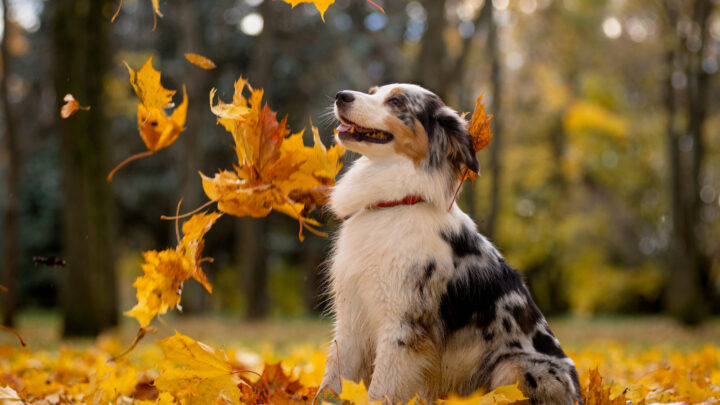 8 Best Australian Shepherd Breeders In The United States