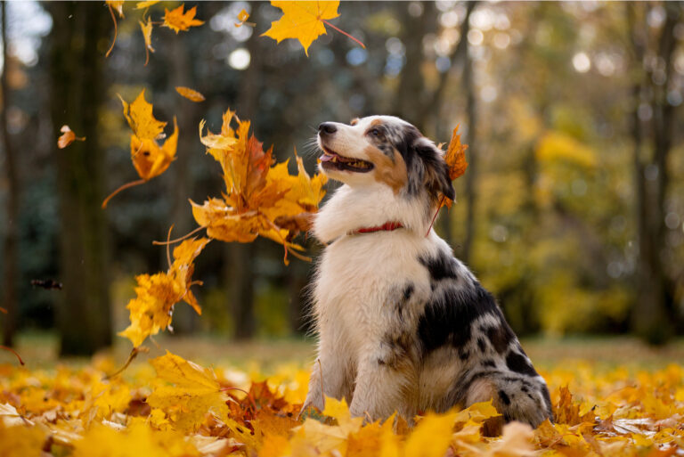 australian shepherd playing with leaves
