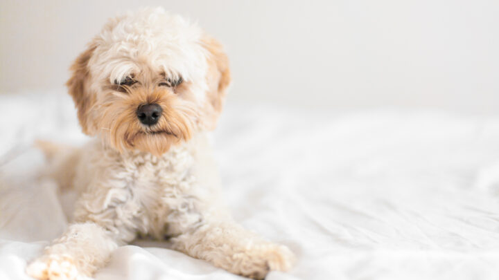 8 Best Cavapoo Haircuts For Your Dog + The Grooming Tips