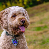 Cockapoo sitting outside