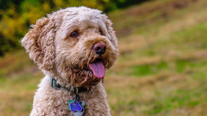 8 Best Cockapoo Haircuts For Your Doggo (Pictures Included)