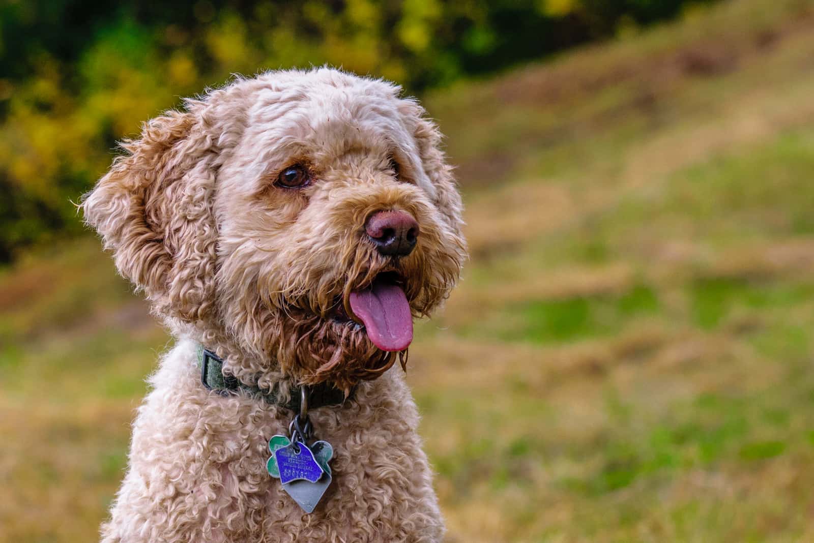 8 Best Cockapoo Haircuts For Your Doggo (Pictures Included)