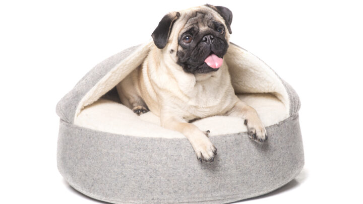 8 Best Dog Beds For Pugs: Reviews And Buyer’s Guide