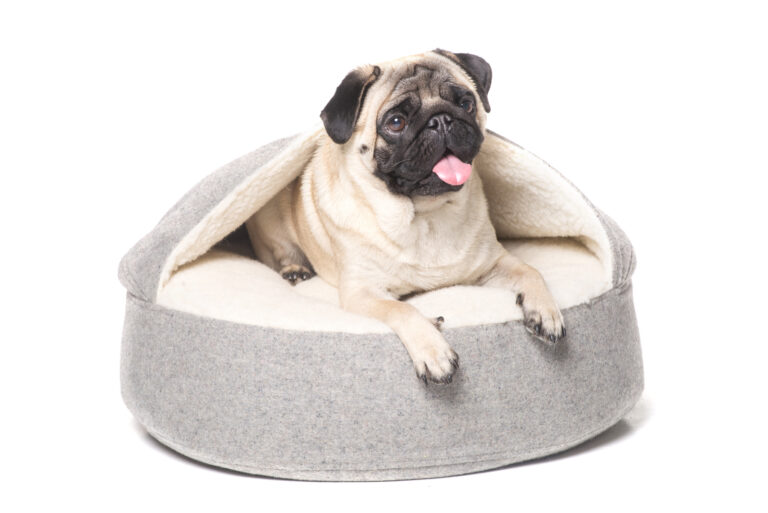 pug lying in grey dog bed