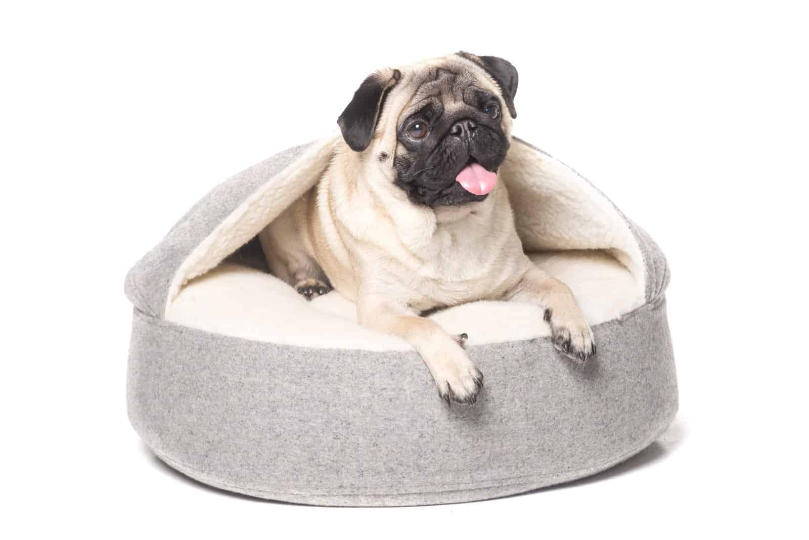 8 Best Dog Beds For Pugs: Reviews And Buyer’s Guide