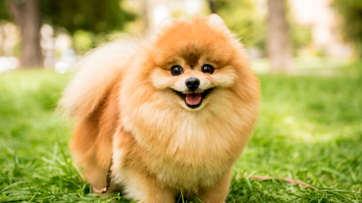 8 Best Pomeranian Breeders In Texas You Should Know About (2022)