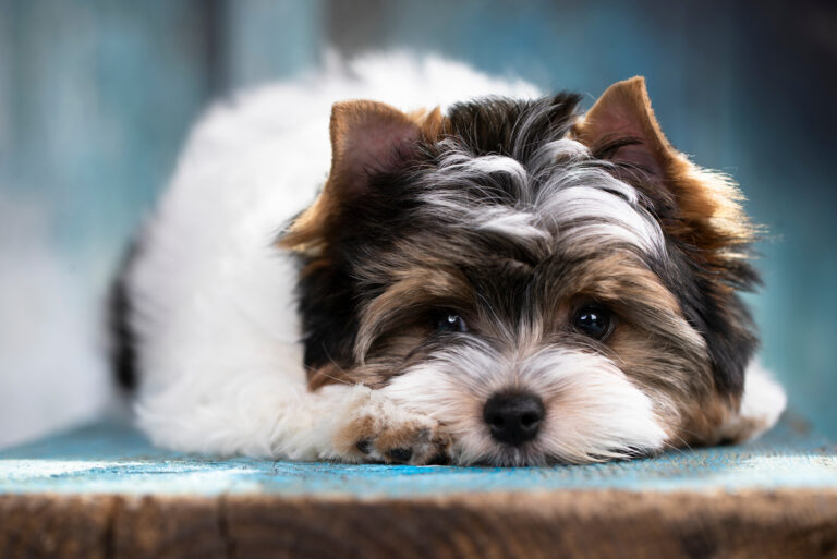 cute Biewer Terrier laying still