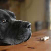 cane corso looking at biscuit on the table