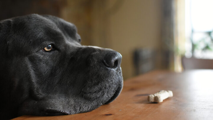 8 Tastiest And Overall Best Dog Treats For Cane Corsos