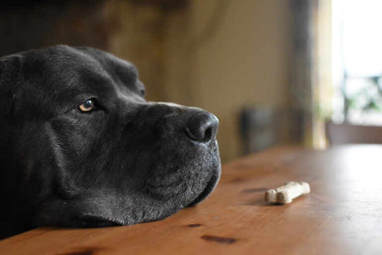 cane corso looking at biscuit on the table