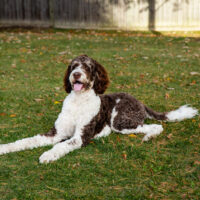 Bernedoodle sitting on grass