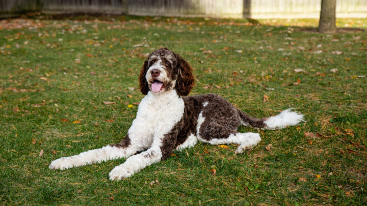 9 Cutest Bernedoodle Haircuts For Your Dog (With Pics)