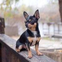 Chihuahua sitting outside