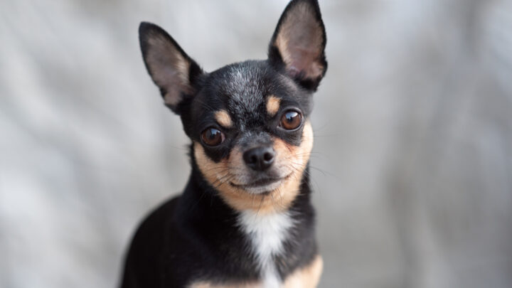 9 Trustworthy Chihuahua Breeders In Florida