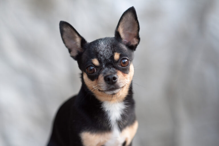 Chihuahua posing for camera
