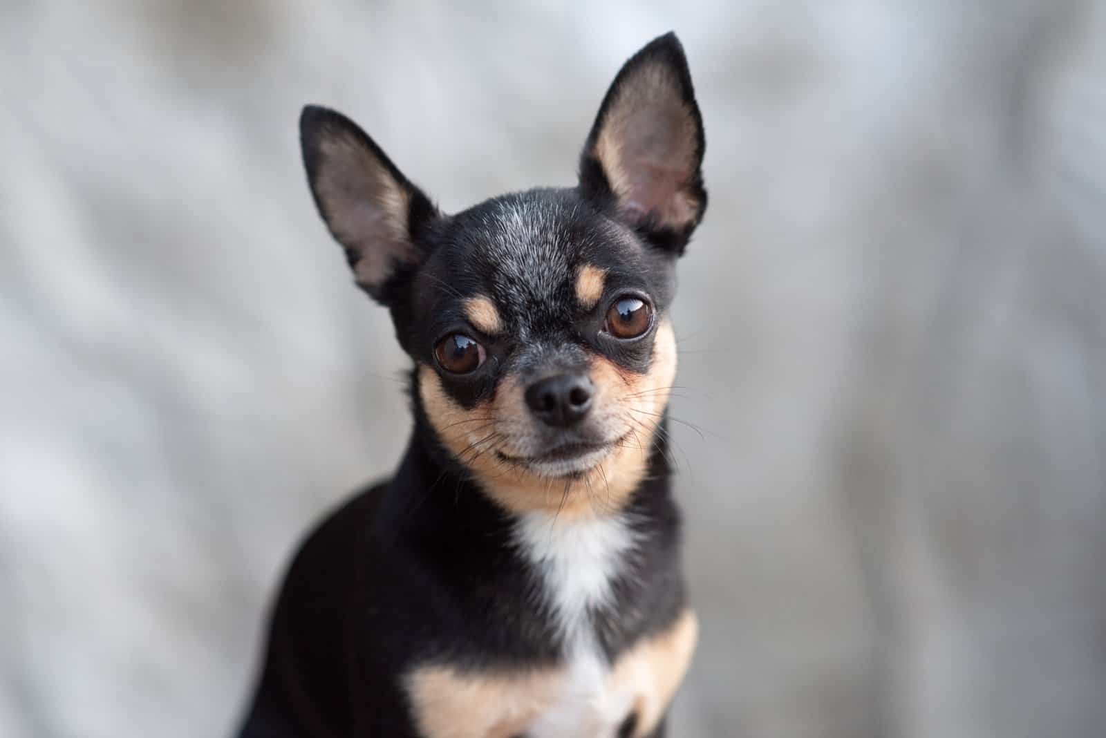 9 Trustworthy Chihuahua Breeders In Florida