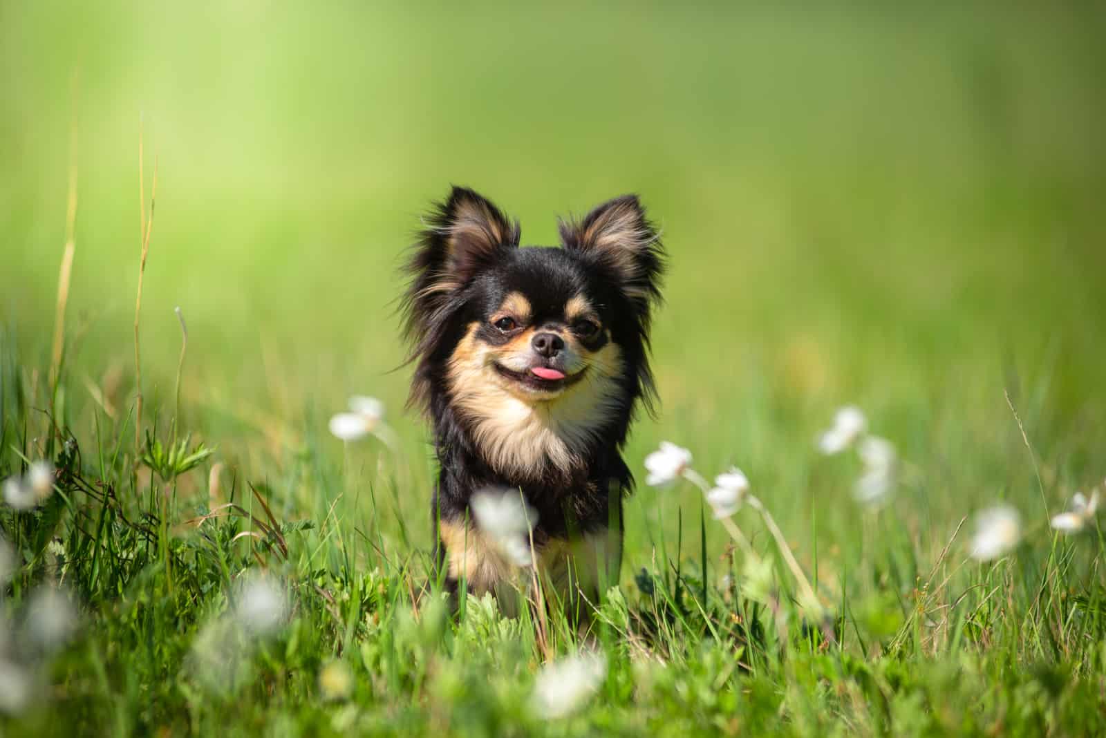 A Chihuahua dog in a Sunny clearing