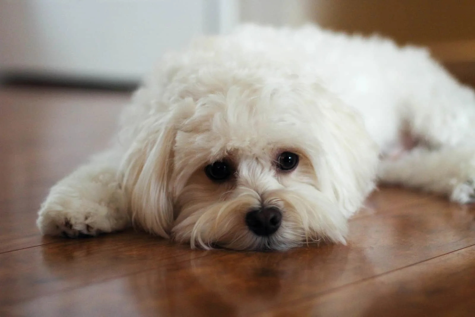 A Havanese Maltese puppy stares at the camera