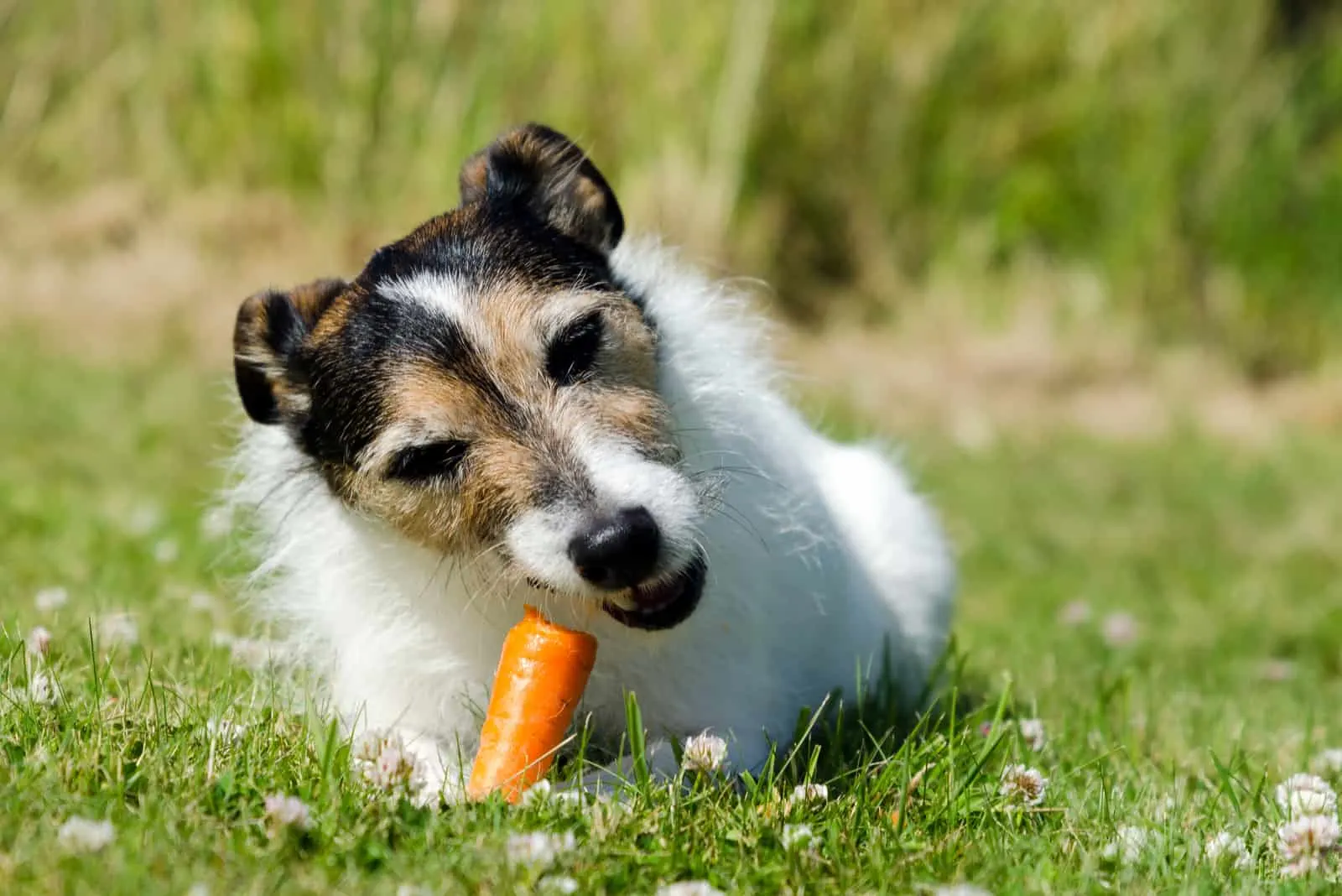 A Parson Jack Russell Terrier eating a raw carrot