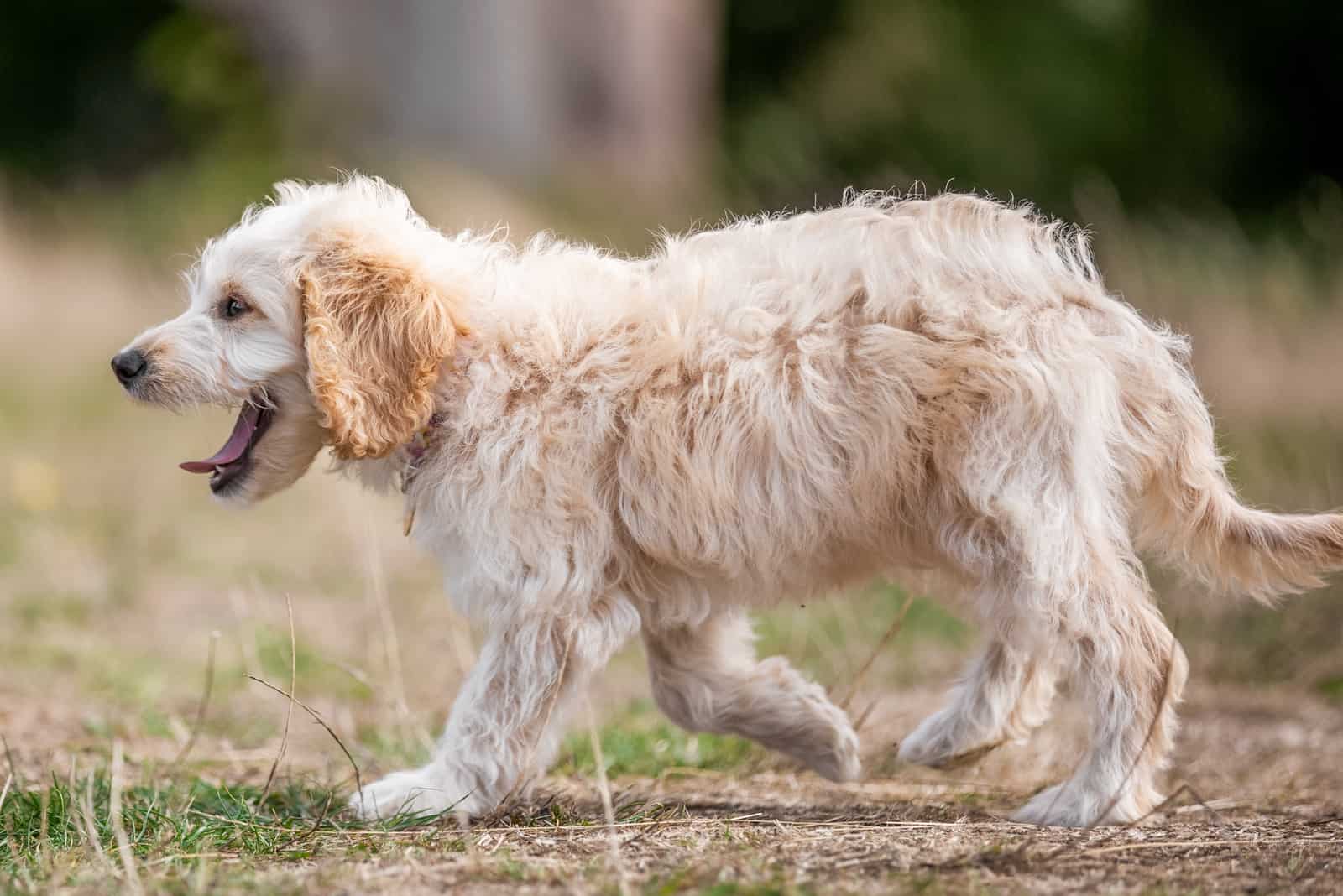A cockapoo puppy walking and yawning on rough grass