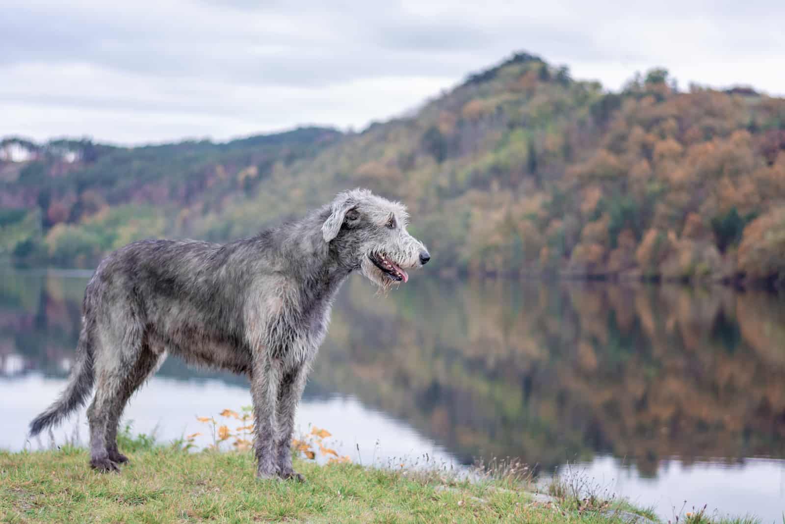 A huge Irish wolfhound stands on the river bank 