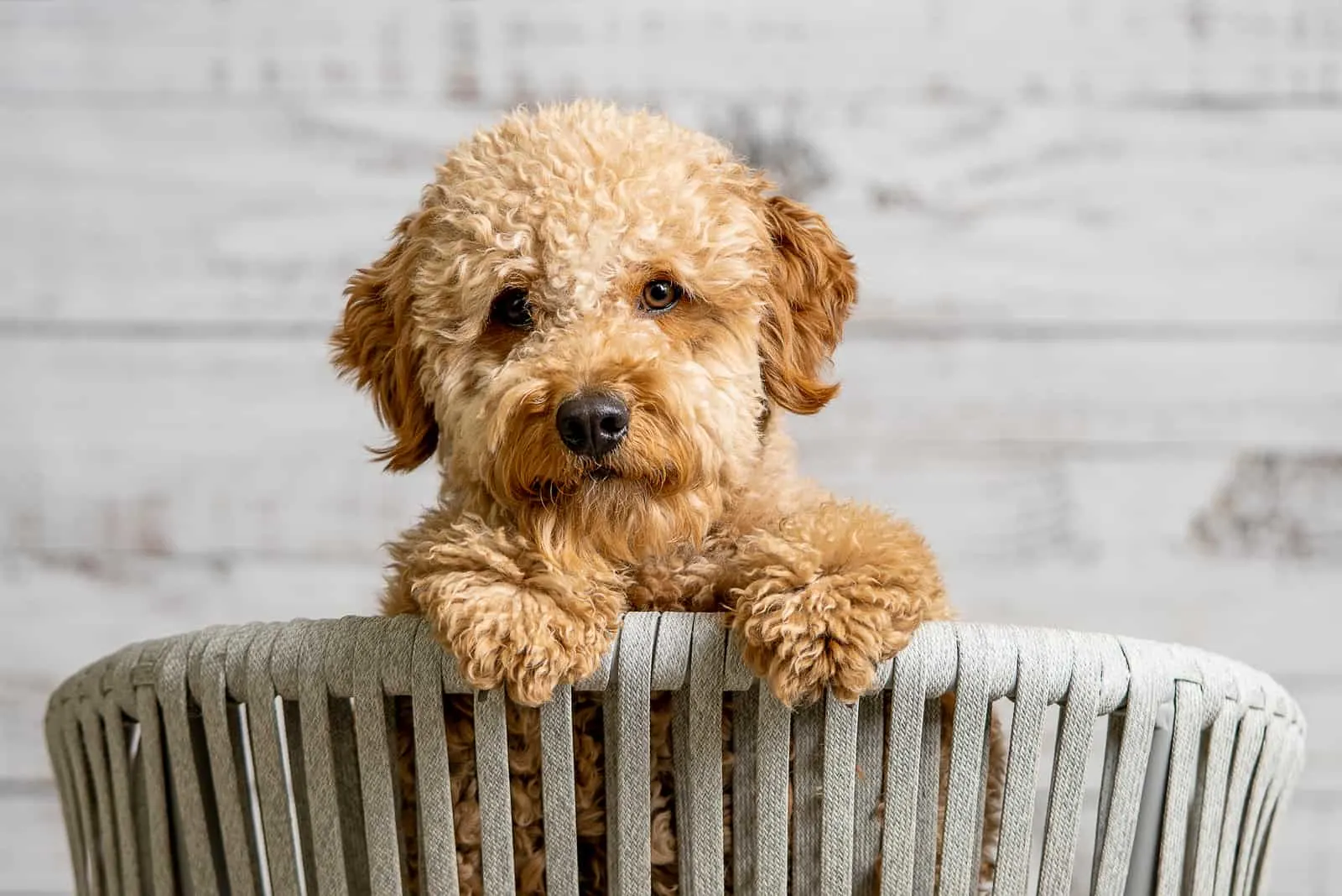 A mini golden doodle puppy looking to the camera