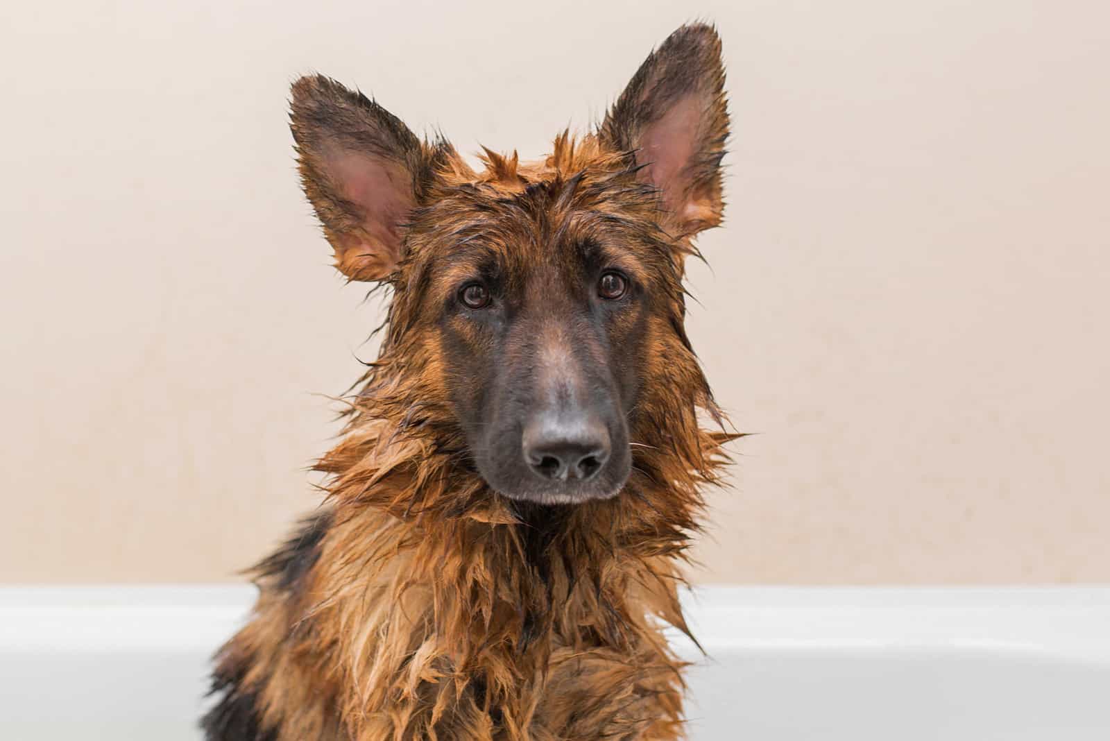 A nice German shepherd dog takes a bath with soap