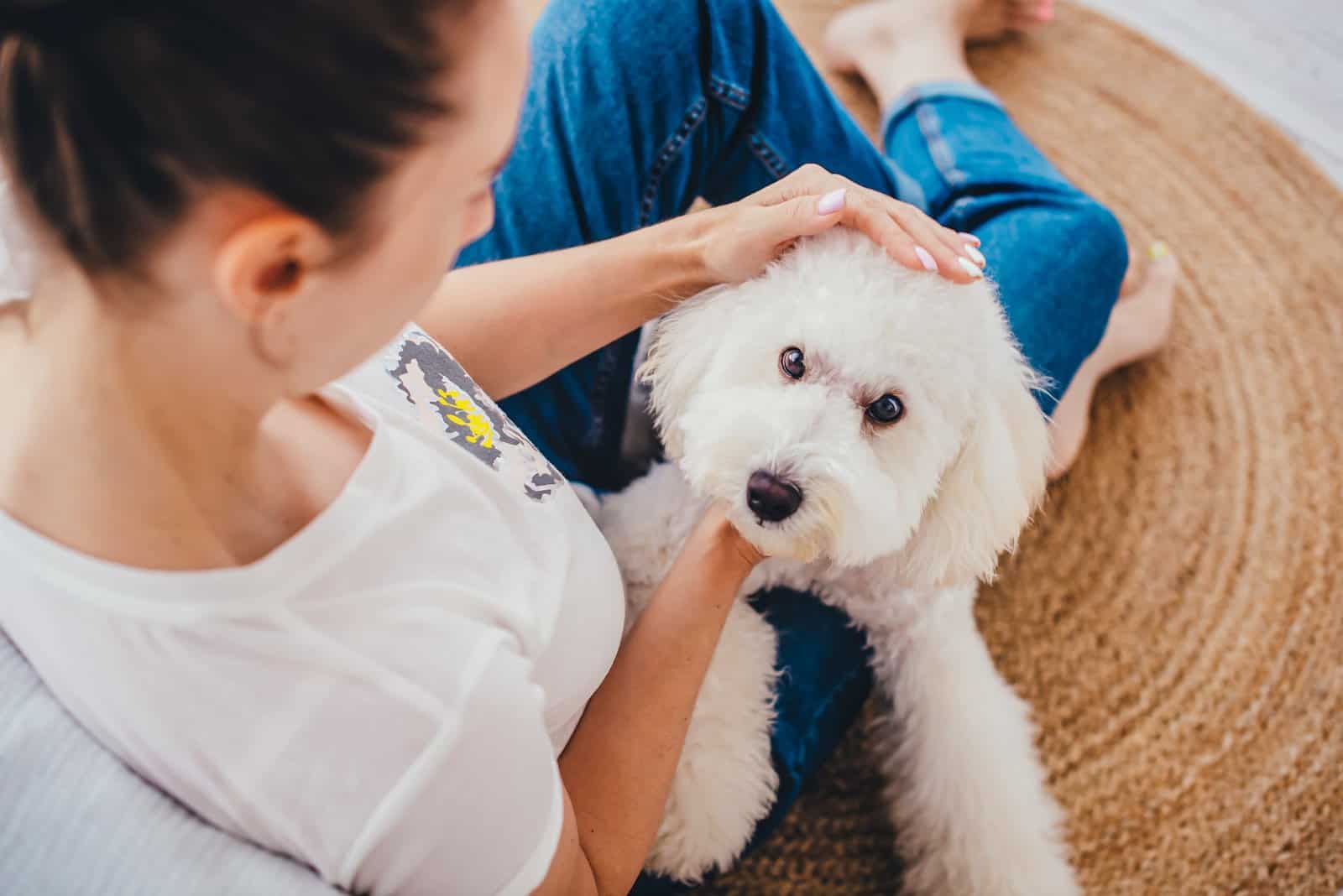 A white poodle sits on the lap of the owner's girl