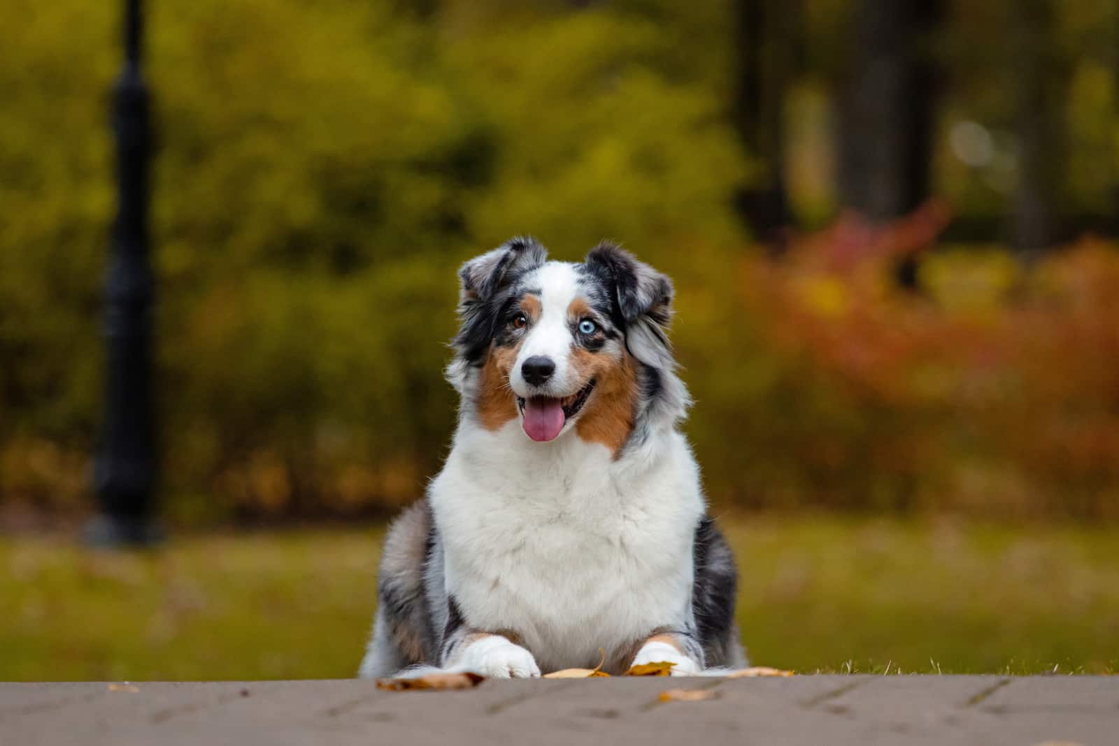 Adorable Blue merle Australian shepherd dog posing in the park