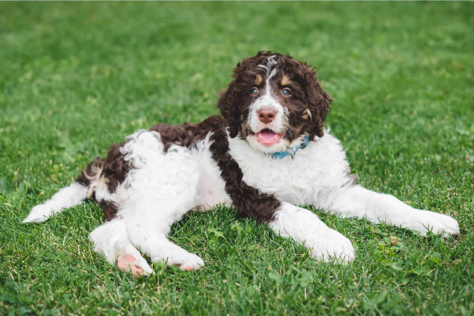 Adorable bernedoodle puppy laying on the grass