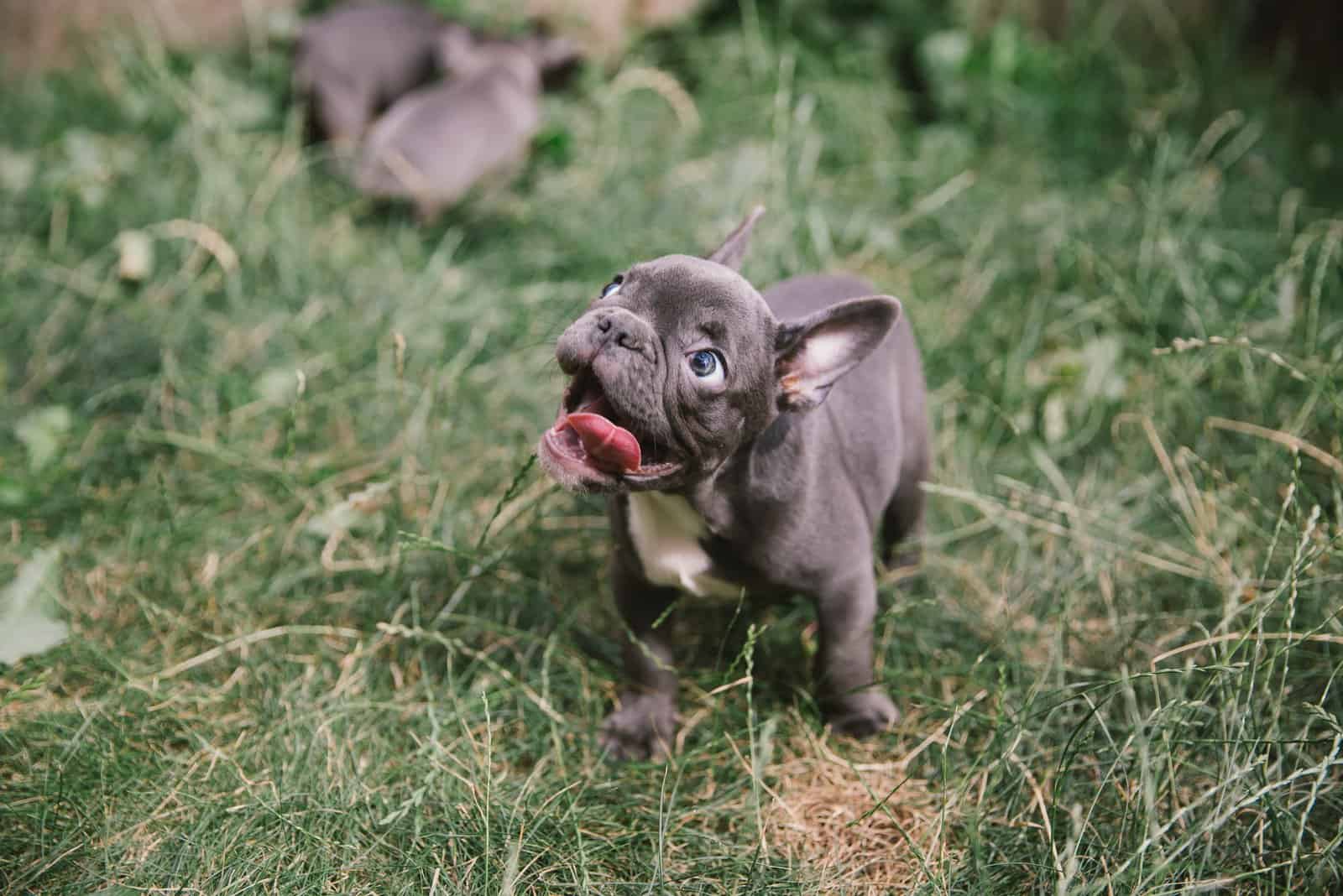 Adorable french bulldog puppy standing in the grass