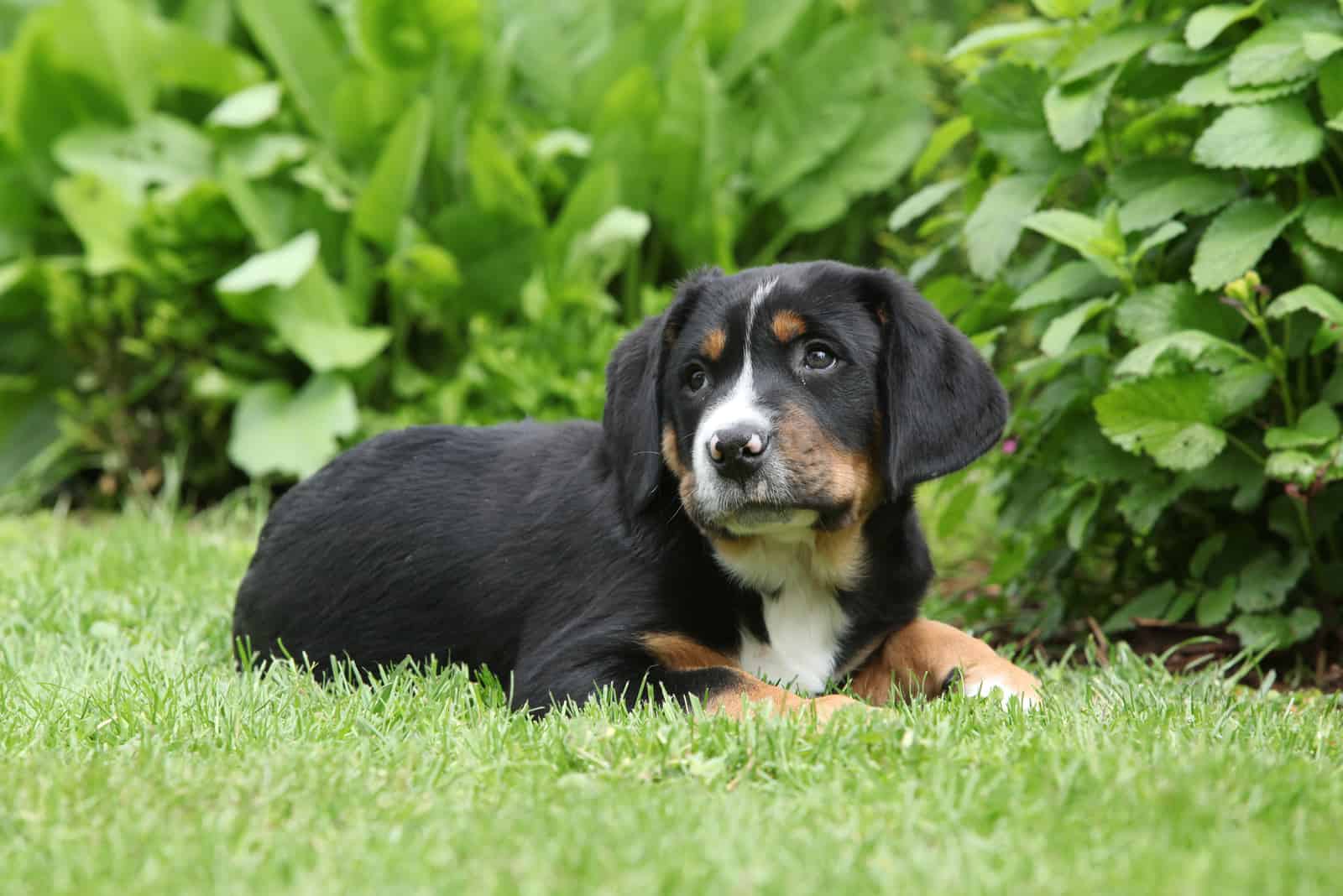 Adorable puppy of Greater Swiss Mountain Dog lying in the garden
