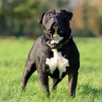 a black american bulldog stands on the grass