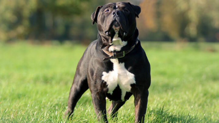 American Bully Feeding Chart: Tips To Know So Bully Can Grow