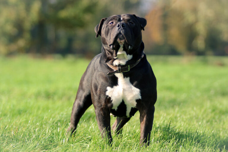 a black american bulldog stands on the grass