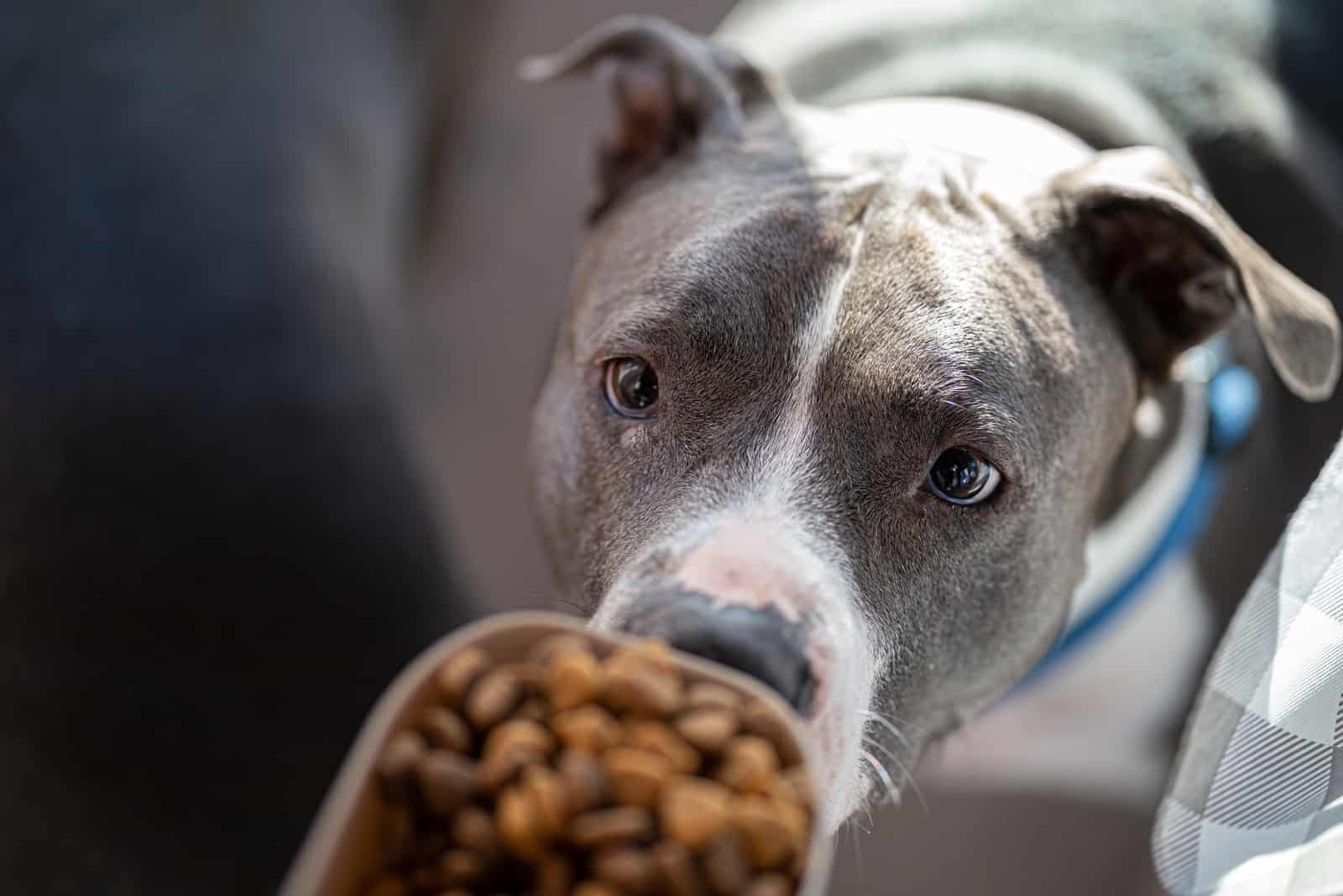 American Bully is waiting for his food