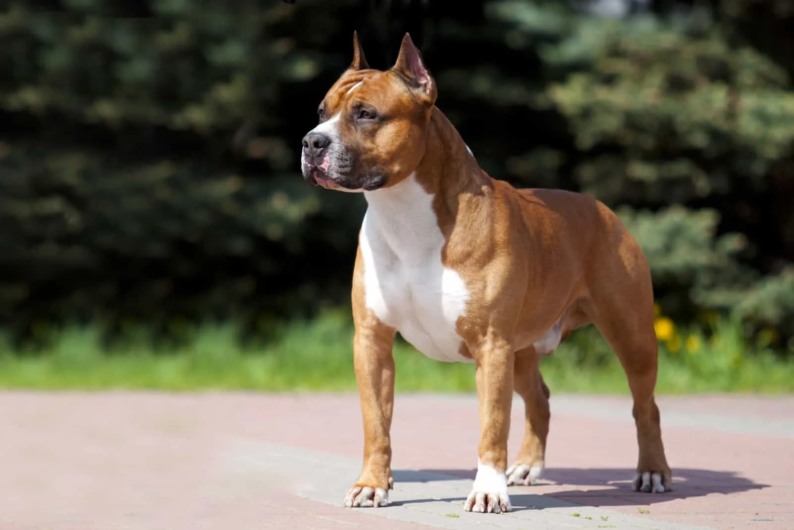 American Staffordshire Terrier standing outsie