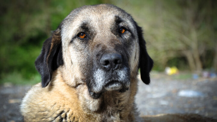 Anatolian Shepherd Breeders: All Time Favorites